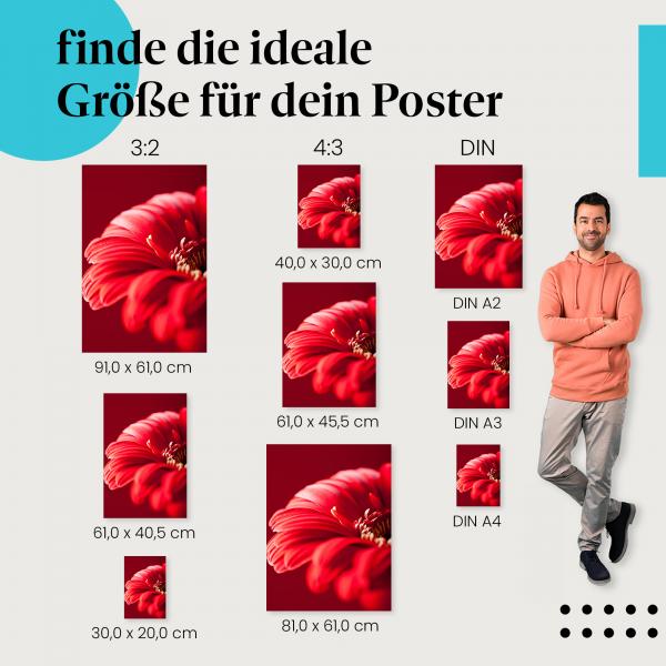 Rote Gerbera Poster: Blütenpracht - jetzt Poster bestellen!